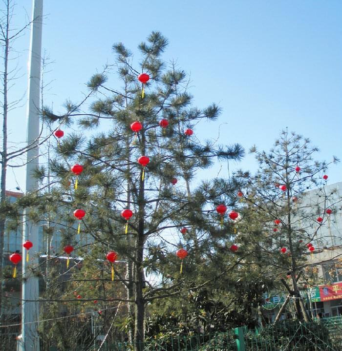 紅燈籠樹木亮化