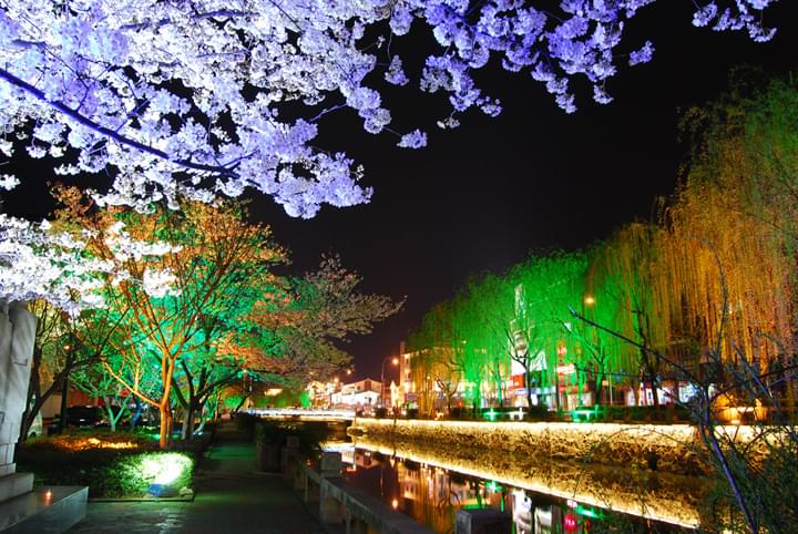 樹(shù)木景觀